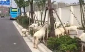 上海高檔住宅區(qū)邊驚現(xiàn)圈地放羊，有幾只還在馬路上閑逛