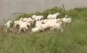 上海高檔住宅區(qū)“圈地放羊”追蹤：養(yǎng)殖單位將嚴(yán)管并減少數(shù)量