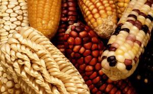 农业部通报“转基因检测中心造假”：有违规行为，限期整改