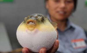 26年河豚“禁食令”有条件放开，两种河豚可以摆上家庭餐桌