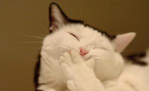 貓會(huì)笑嗎？《愛麗絲夢(mèng)游奇境》把這個(gè)問題寫得很出彩