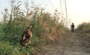 天津、唐山均現(xiàn)萬米“網(wǎng)?！?，志愿者稱發(fā)現(xiàn)掛網(wǎng)死鳥五千余只