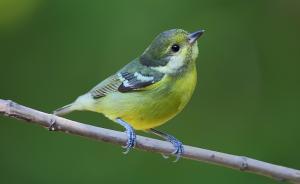 北京有人公开叫卖野生鸟最高千元，多为市一二级保护动物