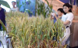 專家：轉基因安全性科學基礎不會因“舉報檢測中心事件”動搖