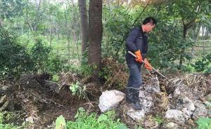 南京六合区：继续组织搜捕外逃眼镜蛇，幼蛇毒性不大过不了冬