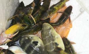 湖北運(yùn)魚貨車高速側(cè)翻村民撿走河豚，警方尋回10條集中銷毀