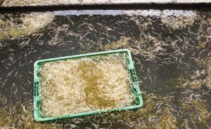 陜西“毒豆芽”瀆職案一案撤訴一案重審，涉案官員憂仕途受阻