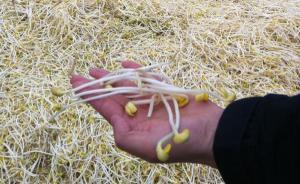 光明網(wǎng)：“毒豆芽”瀆職案中脫罪的官員難道只是被誤傷？