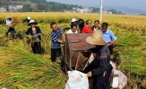 科技部：863計(jì)劃支持超級(jí)雜交水稻畝產(chǎn)再次刷新世界紀(jì)錄