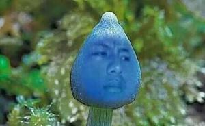 “藍(lán)瘦香菇”被搶注：深圳藍(lán)瘦香菇實(shí)業(yè)成立，注冊(cè)資本50萬(wàn)