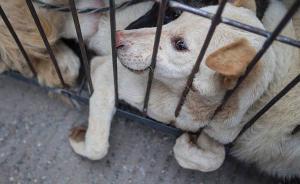 蘇州法院懲處制售百斤毒狗肉團(tuán)伙，一毒鏢捕狗者獲刑八個(gè)月