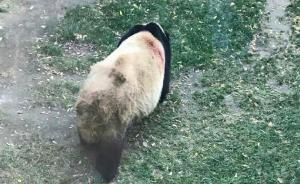 蘭州動(dòng)物園回應(yīng)“虐待熊貓”傳言：系蹭癢時(shí)被塊石硬物劃傷