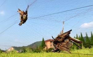 国家林业局部署护鸟“清网行动”，派6个督导组根治执法懈怠