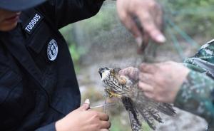 拆网行动｜浙江嘉兴一4A景区密布捕鸟网，餐馆公然叫卖野味