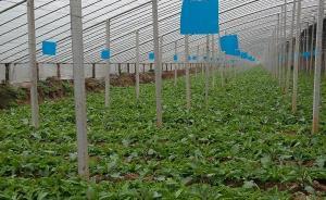 上海在苏鲁挂牌6个外延蔬菜生产基地，还将拓展到海南、云南