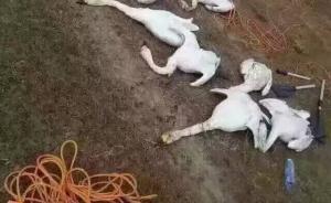 内蒙古正蓝旗数百天鹅被捕杀？官方：确有水禽死体，死因不明