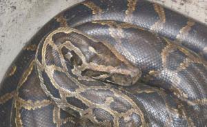 滬陜高速長途客車藏百余條大蛇闖卡，最大如成年人胳膊粗細(xì)