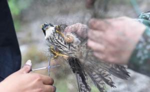 拆网行动｜河北辽宁江西新疆等多省部署保护候鸟专项执法行动
