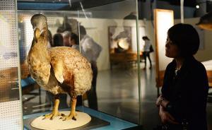 上海自博館引進(jìn)“滅絕：并非世界末日？”展覽，免費(fèi)對外開放