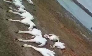 內(nèi)蒙古死亡候鳥檢驗認定：人為偷獵投藥所致，是一起刑事案件
