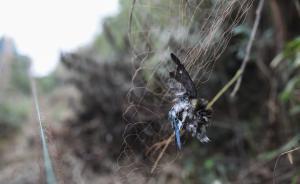 拆网行动｜浙江海盐捕鸟案已拘3人：饭店有游客点名要吃野鸟