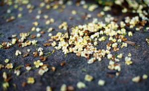 五旬老汉携家人用挖掘机挖走一桂花古树，涉嫌盗窃被刑拘