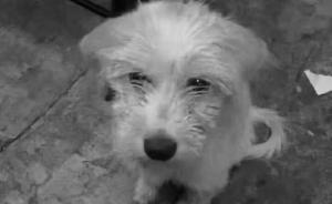 北京一高校宿管被曝將流浪狗從樓上扔下摔死，學(xué)校稱仍在調(diào)查