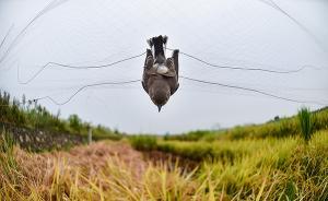 各地公布“清网行动”护鸟举报电话，吉林西藏工作日也没人接