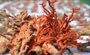 廣東特大捕撈紅珊瑚案：涉案金額創(chuàng)海警組建以來南海查獲之最