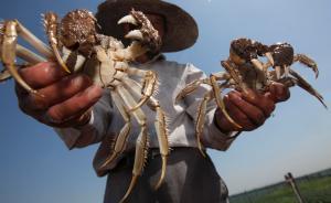 太湖大闸蟹被检出二噁英超标，阳澄湖有蟹商称被暂停对港供货
