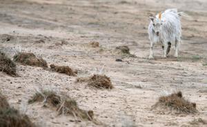 内蒙古苏尼特左旗生态保护局怠于履职，检方提起行政公益诉讼