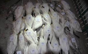 内蒙古“233只天鹅被毒杀”事件：7人潜逃京津冀吉已落网