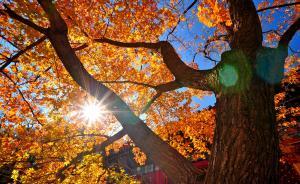 直播錄像丨去北京香山看最紅的楓葉，感受最濃的秋意