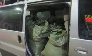 上海迪士尼頻遭“采花大盜”，一對(duì)夫妻割三百斤黃金菊被刑拘