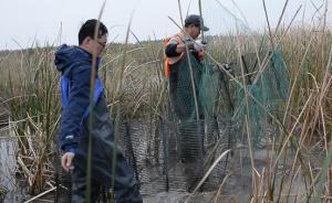 上海金山打擊非法捕鳥：深藏于水塘蘆葦中的巨網(wǎng)、窩棚被搗毀