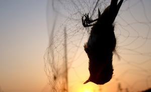 天津多個區(qū)采取專項行動嚴打拉網(wǎng)捕鳥，高密度巡查