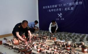 無(wú)錫首例走私瀕危植物案開(kāi)庭：多肉玩家售賣(mài)59萬(wàn)元珍稀植物