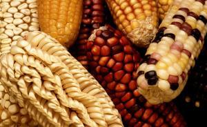 中国民企得赴阿根廷种转基因大豆再转销国内，背后是谁的尴尬