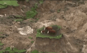 视频｜航拍新西兰奶牛震中死里逃生，震后被困“孤岛”难脱身