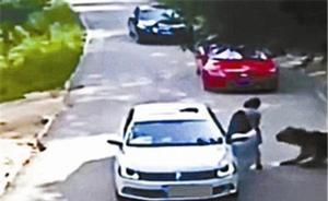 “八达岭老虎伤人”完整视频曝光，被咬女子再次回应事件疑点