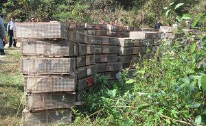 桂林3萬多獲救候鳥已分五批放飛1.1萬只，明日全放完