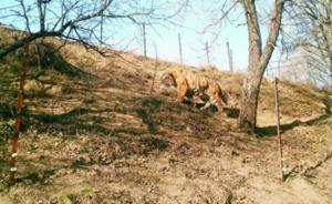 八達(dá)嶺野生動(dòng)物園東北虎園重新開放，傷人老虎放回園區(qū)