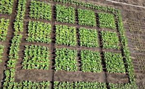 蓋茨基金會(huì)支持的基因技術(shù)，提高了煙草植物20%的產(chǎn)量