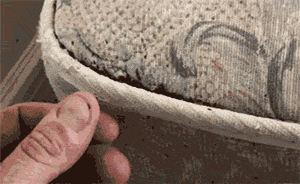 半夜醒來床上驚現(xiàn)十幾只臭蟲!女子入住深圳一酒店被咬傷送醫(yī)