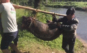 视频｜入境避难缅甸边民：寨子里都空了，抬着家里养的猪逃难