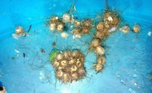 三峽集團(tuán)：三年后又監(jiān)測(cè)到野生中華鱘產(chǎn)卵，其自然繁殖未中斷