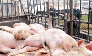 近萬斤病死豬被回收再加工，山東五蓮5人獲刑 