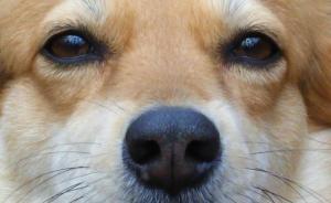 江蘇查到含劇毒狗肉1.4萬斤、鳥11萬只，一半已上餐桌