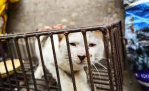 暗访｜成都一伪爱猫人每天杀猫百只，将猫肉伪装兔肉卖上餐桌