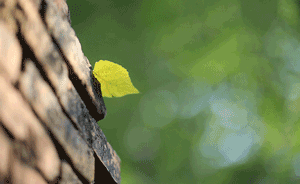 “二十四節(jié)氣”正式列入聯(lián)合國教科文組織非遺代表作名錄